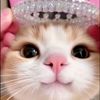nisa_saa_sa2