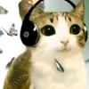 bountee_orca