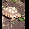 cowabunga838