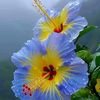 md.mustakim0791