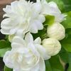 shahbaz.ansari587