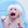 Monkey BiBi✅