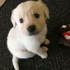 DailyDoseOfPaws
