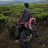 frigoamrizal