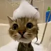 mc_shampoo1