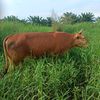 putra1310...amzah