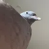 didiers.onlyfeathers