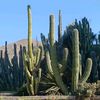 desert.cactus.gang