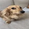 possessed.by