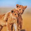 ahmed.rajput238