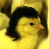 worstxcrows