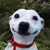 concuoilaconkho0