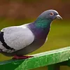 luk.zalnk