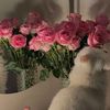 hadel_jamal