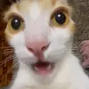 jp_coconut7