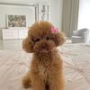 ariana77906