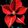 jassim.alshamani