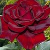 zaynab.zaiter41