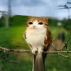 ___meowl