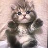 ZoomieCat7