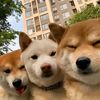 dogs.every.day