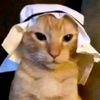 el_gato_arabe1