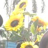 cicakgoyengg_14