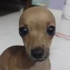 thichaingdoconi