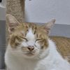 kittisaknao