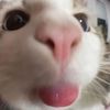 kittyloooli