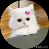 adiba_islam040