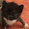 jenniebenimyahuu
