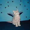 WitPaws