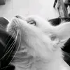 meowxinhs1tg