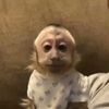 monkeysarecool63