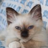 louie.my.cat