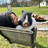 pignplay
