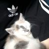 .swag_loli