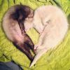 twinkie_pie6