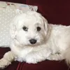 charlie_perry