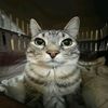 mocing