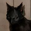 sly_venzy