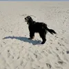loraxglitterpoop