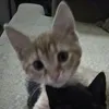 l1lly_2288