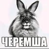 user4468407477015