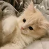 growagarden_emqqaq
