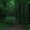 florestdark_2