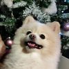 toby_thecute_doggy
