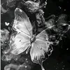 moonlight_6868