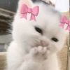 fluffygamer232